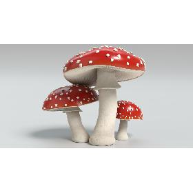 Amanita Mushrooms